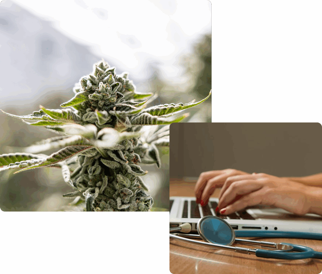 Close-up of a cannabis plant alongside a doctor’s stethoscope and a person typing on a laptop, symbolizing medical cannabis and healthcare technology