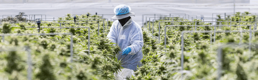 Indoor cannabis grow operation being harvested