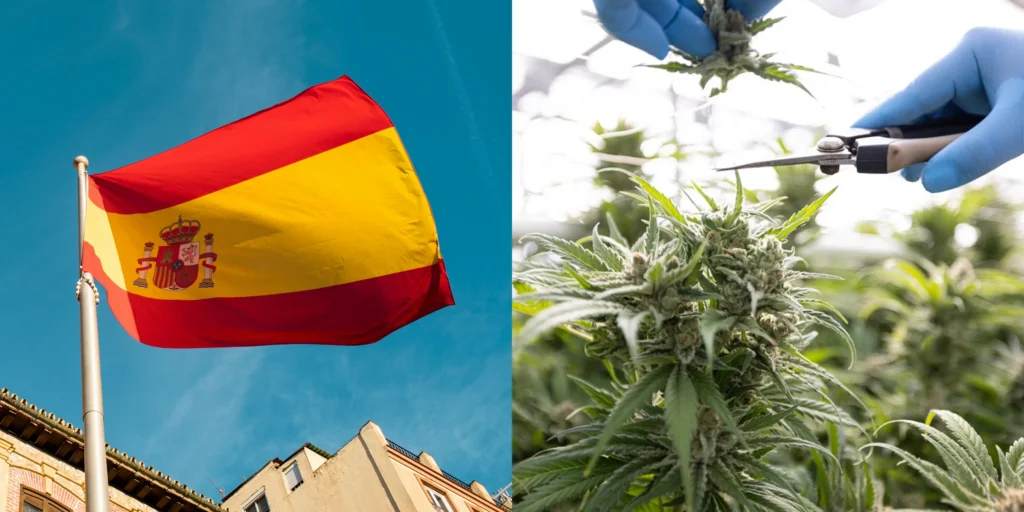 Curaleaf International in Spain